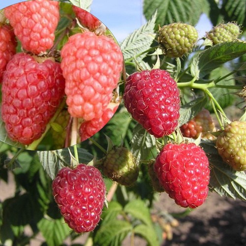 Rubus idaeus 'Malling Freya' - Harilik vaarikas 'Malling Freya' C1,5/1,5L Rubus idaeus 'Malling Freya' - Harilik vaarikas 'Malling Freya' C1,5/1,5L